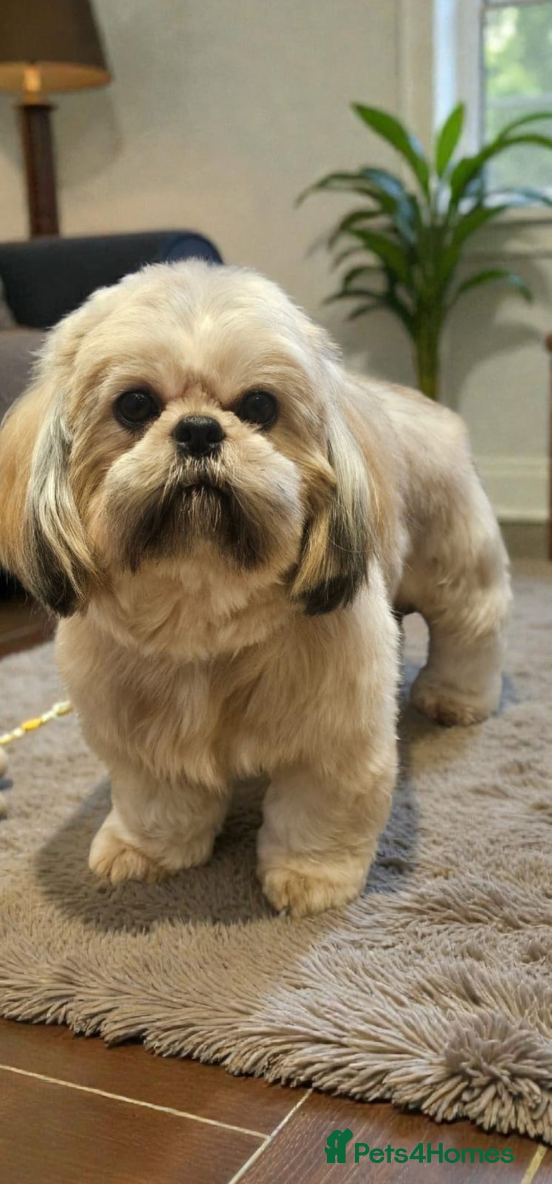 Shih Tzu dogs for sale: 💞TOP QUALITY 💞ADULT SHIH TZU 💞 - Advert 8