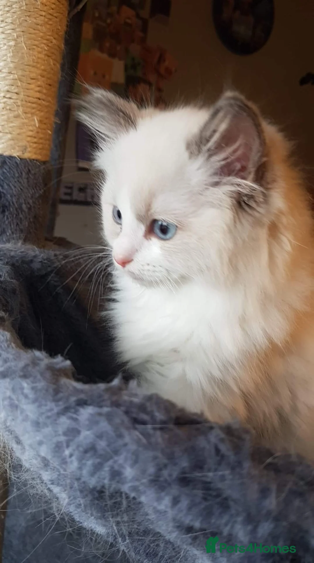 Ragdoll cats for stud: Ragdoll GCCF blue mitted stud LOKI in Wakefield - Advert 14