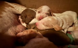 Bracco Italiano dogs for sale: Adorable Bracco Puppies Due 3rd October  - Image 14