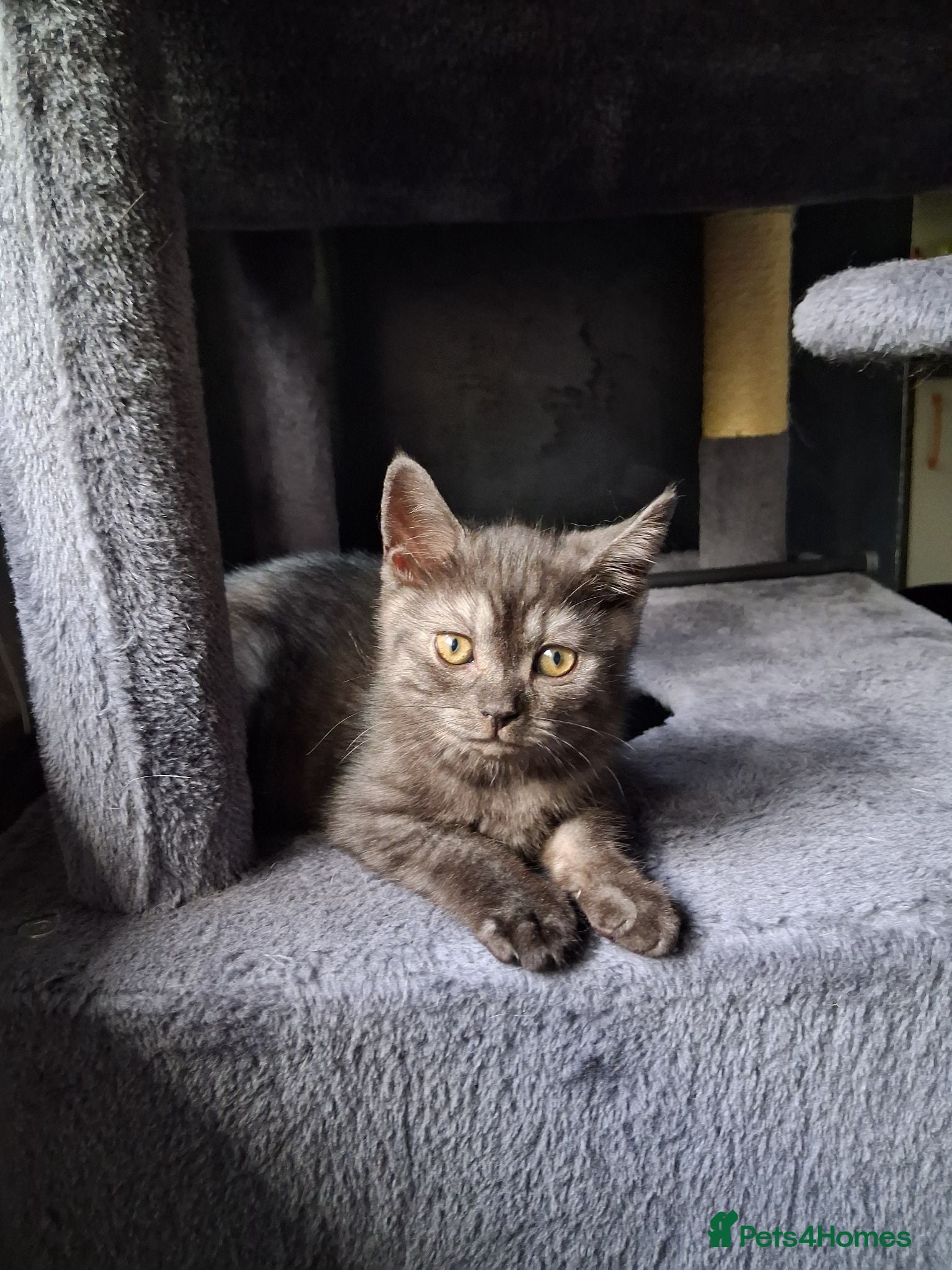 Scottish Fold cats 🐾Last Boy looking for his new lovely home - Advert 2