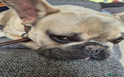 French Bulldog dogs for adoption: 💙 BISCUIT -sweet  11 months boy(neutered)💙 - Image 6