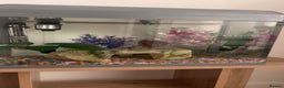 Bettas fish for sale: male betta fish £10-£60 with tank and accessories - Advert 4