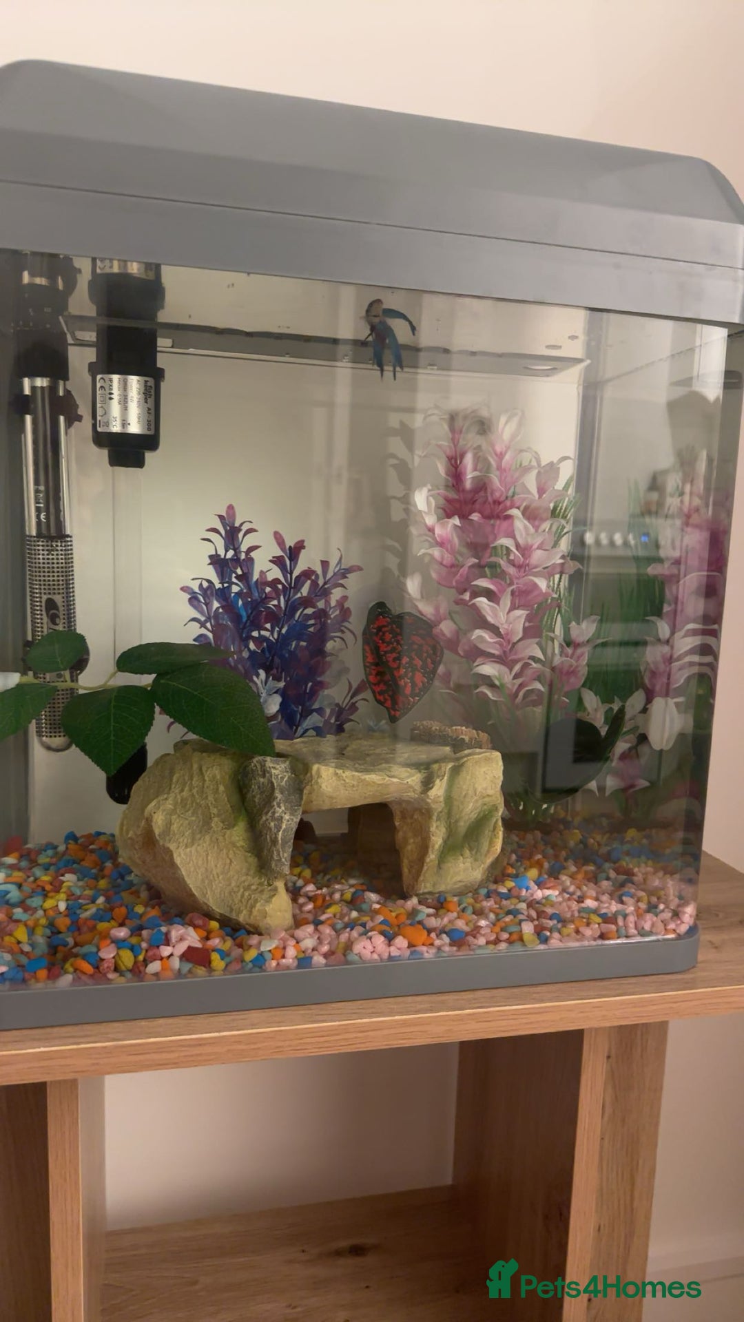 Bettas fish for sale: male betta fish £10-£60 with tank and accessories - Advert 4