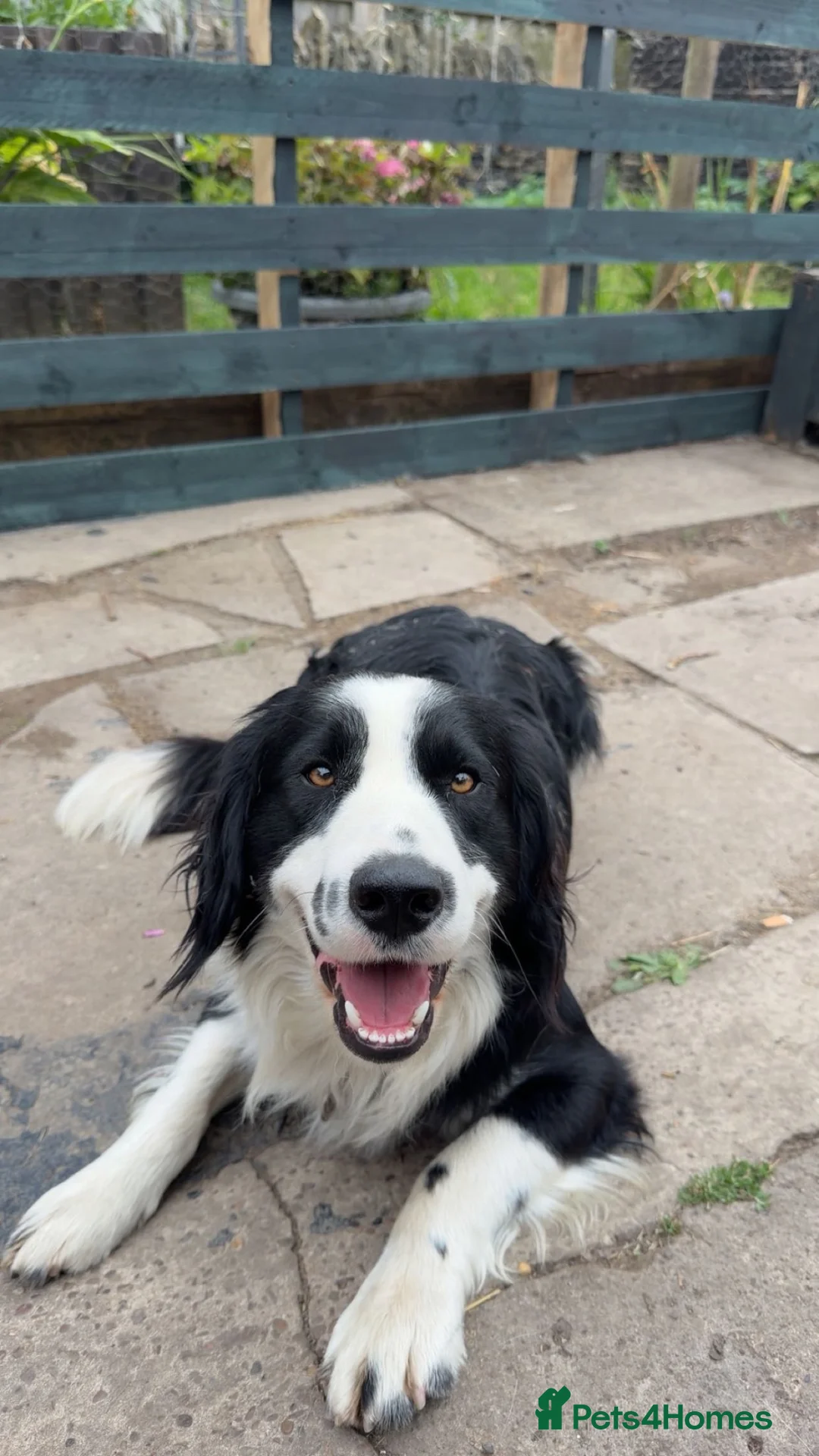 Mixed Breed dogs for sale: Docker Puppies  in Mirfield - Advert 9