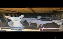 Alpaca livestock for sale: 3 Male Alpacas  - Image 1