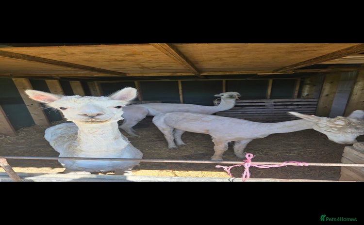 Alpaca livestock - Advert 1