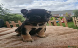 French Bulldog dogs for sale: Reduced! KC Fluffy  French Bulldog READY TO GO! - Image 11