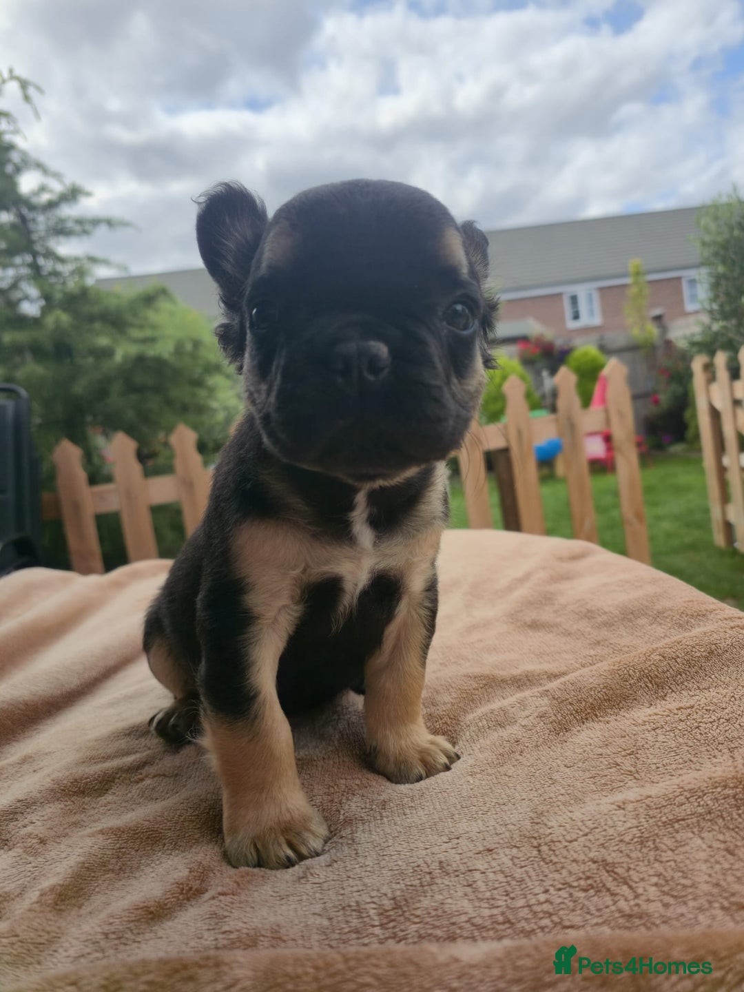French Bulldog dogs for sale: Reduced! KC Fluffy  French Bulldog READY TO GO! - Image 11