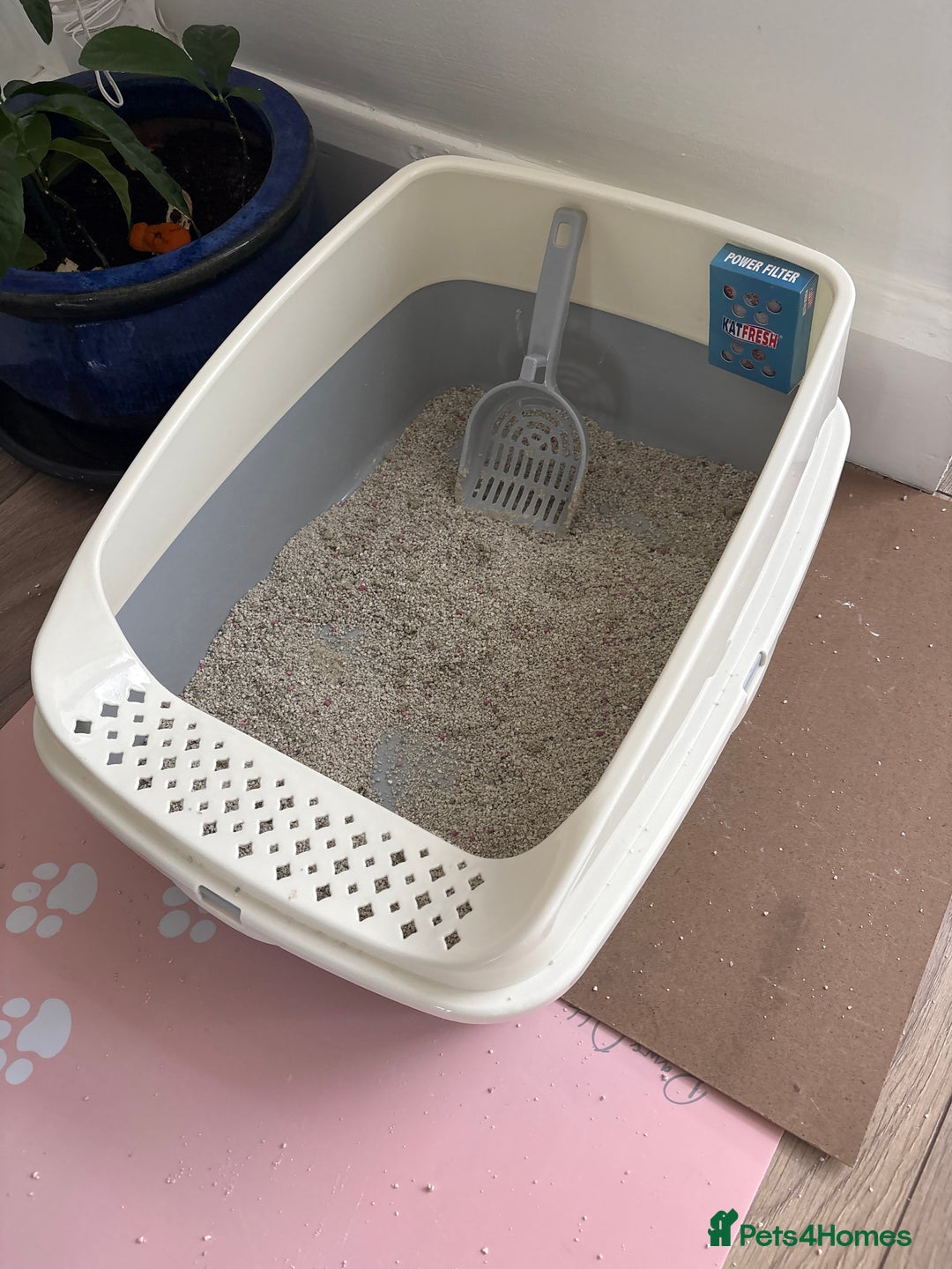 Domestic Shorthair cats for sale: Limon kitten - Advert 3