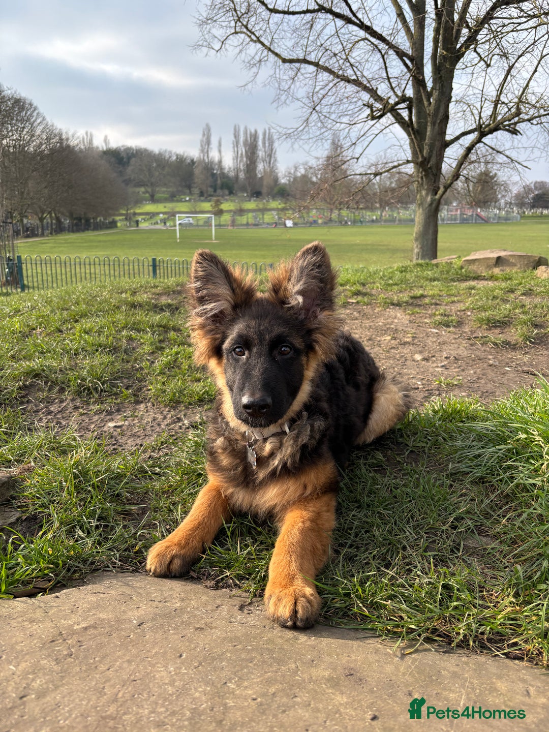 German Shepherd dogs for sale: Rehoming One-Year Old Male German Shepherd - Advert 13