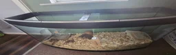 Hamster rodents for sale: Female syrian hamster with huge enclosure  - Advert 3