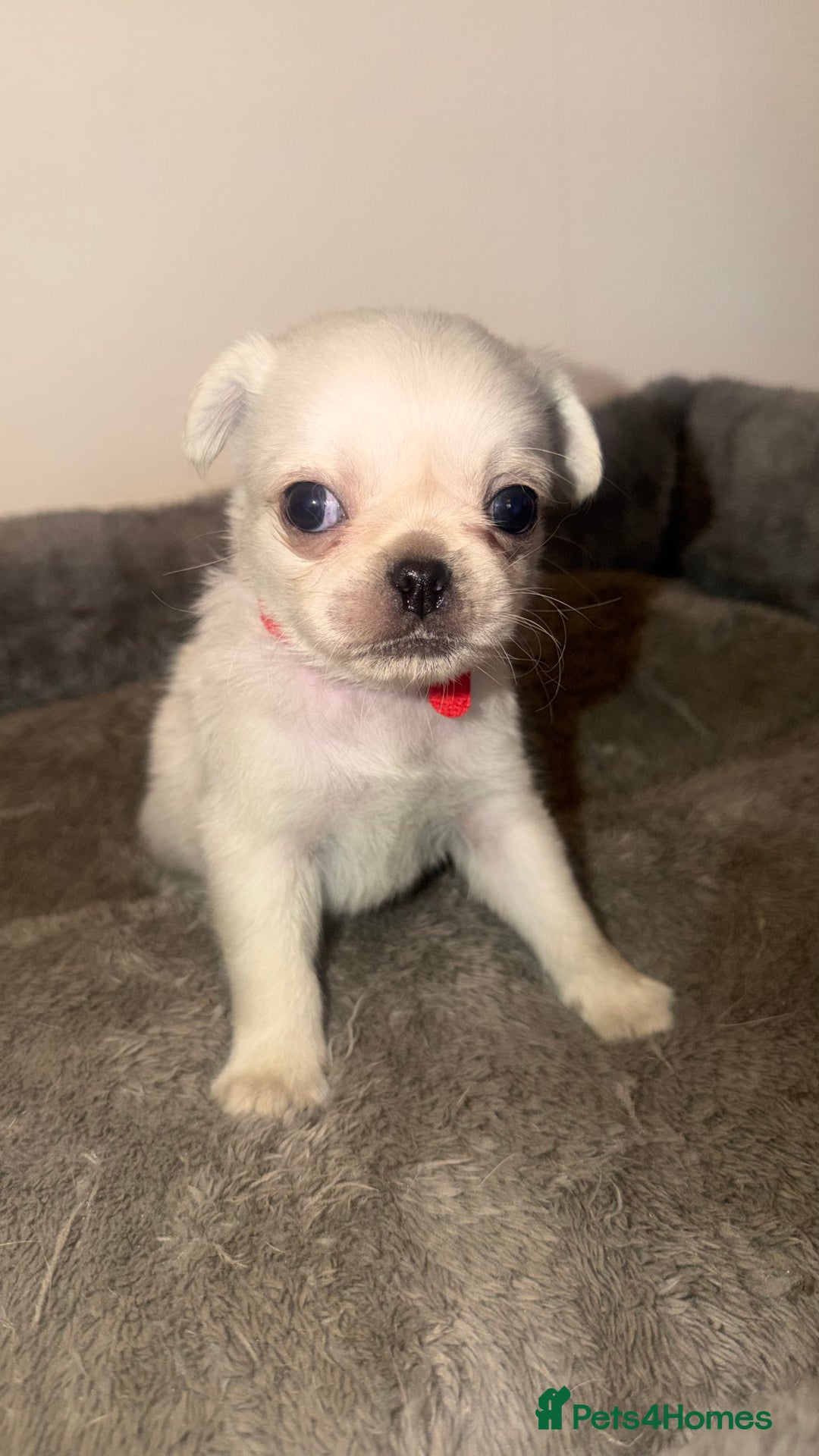 Pug dogs for sale: Beautiful Litter of 6 Pug Puppies, Rare Colours  - Advert 5