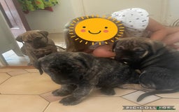 Boerboel dogs for sale: Boerboel puppies - Image 4