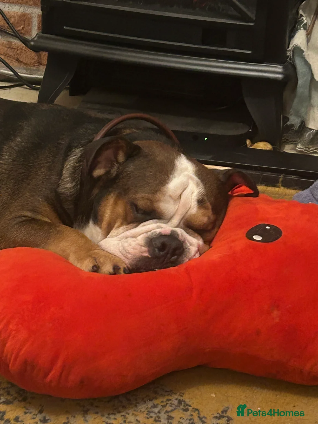 Mixed Breed dogs for sale: English French bulldog x 3-4yrs - Advert 4