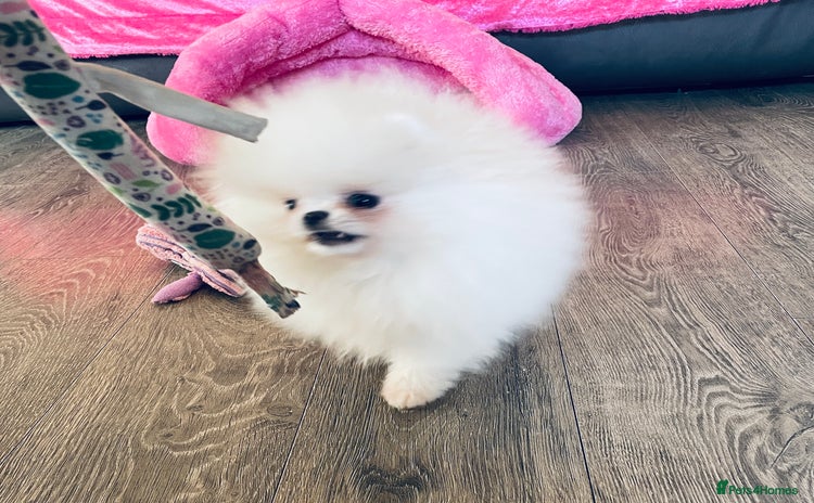 Pomeranian dogs Stunning teddybear face Boys Ready🌟 - Advert 3