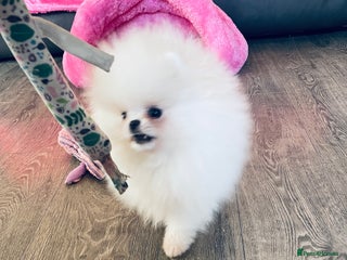 Pomeranian dogs Stunning teddybear face Boys Ready🌟 - Advert 4