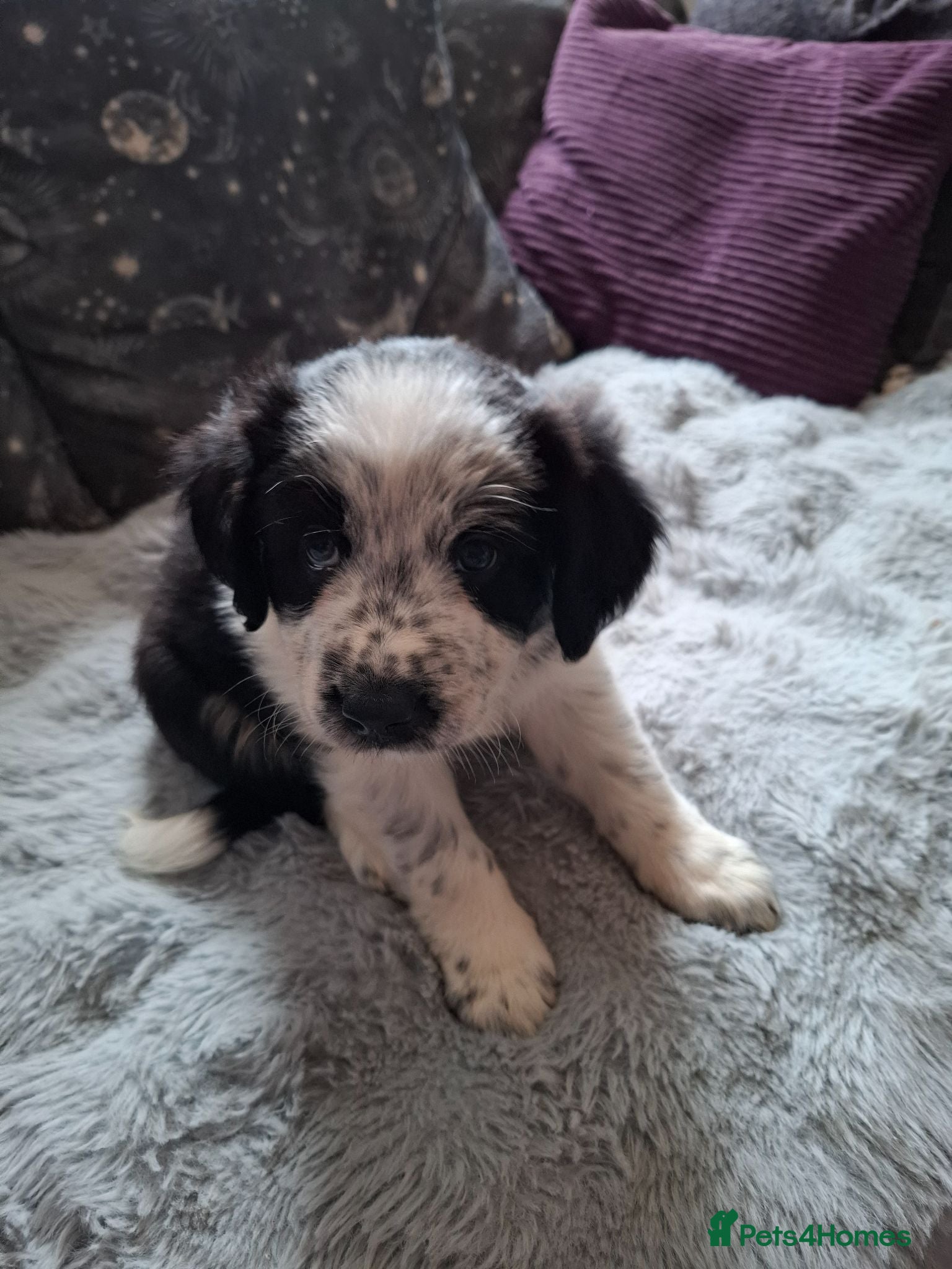 Border Collie dogs Beautiful Male collie - Advert 2