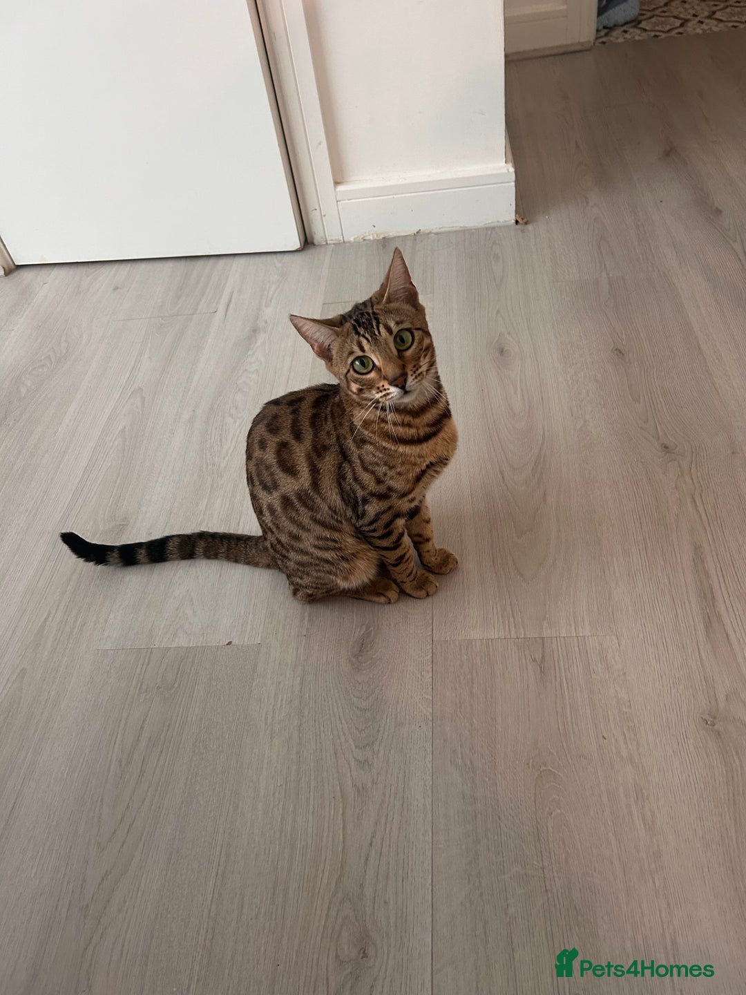 Bengal cats for sale: Bengal female  - Advert 6