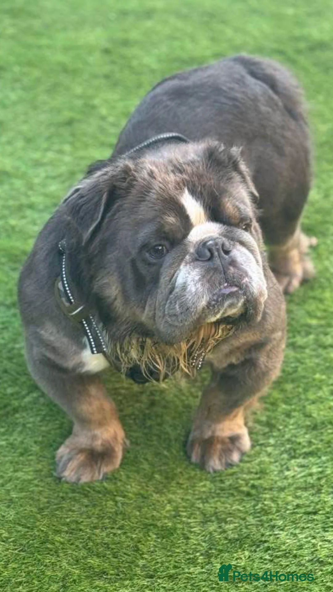 English Bulldog dogs for stud: Fluffy carrier British bulldog stud  - Advert 4