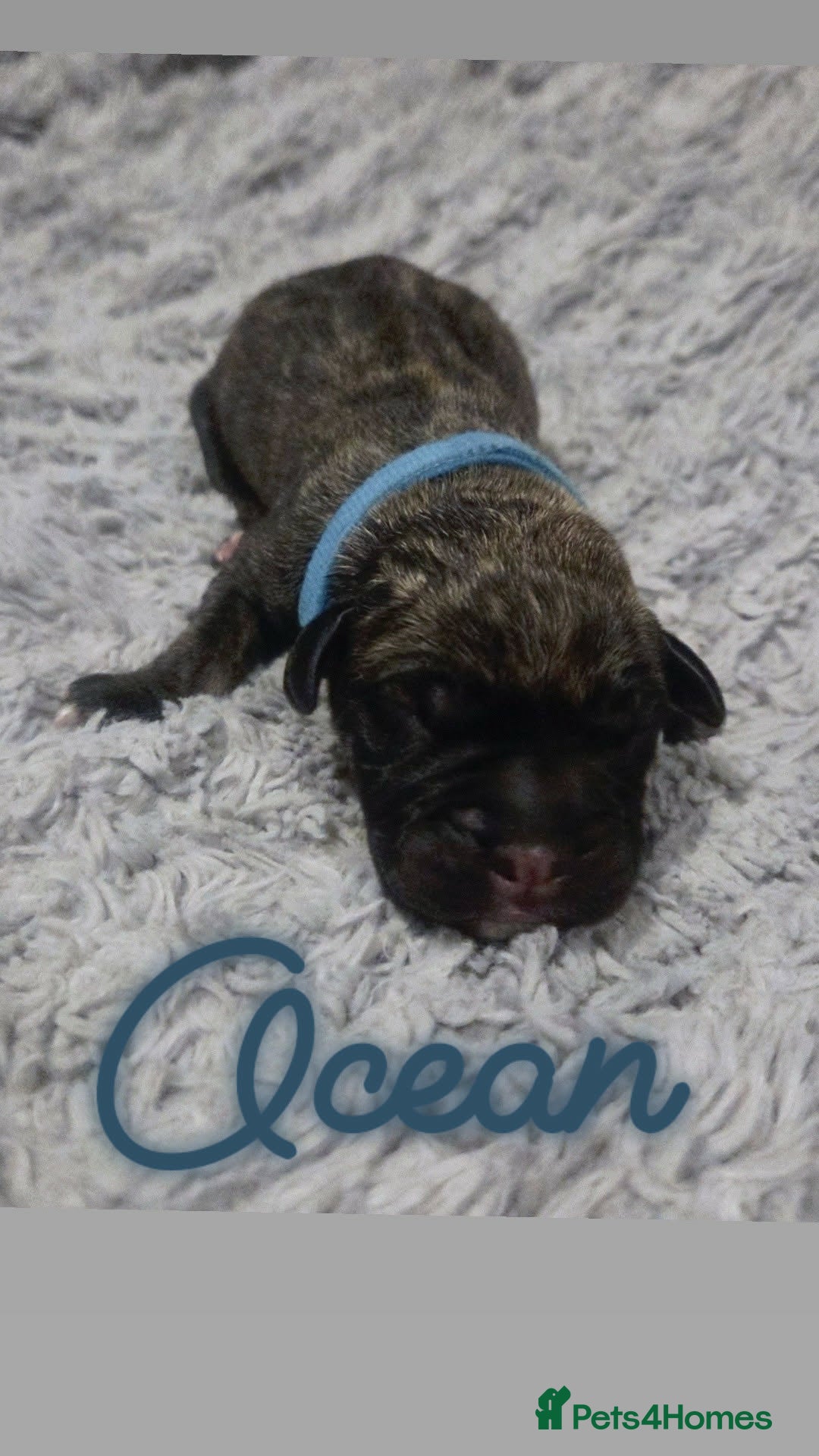 Mixed Breed dogs for sale: Cane Canario Puppies - Advert 7