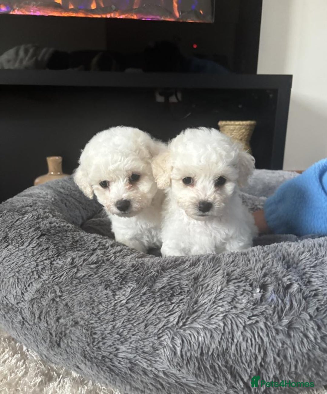 Bichon Frise dogs for sale: Full health checked bichon puppies - Image 4