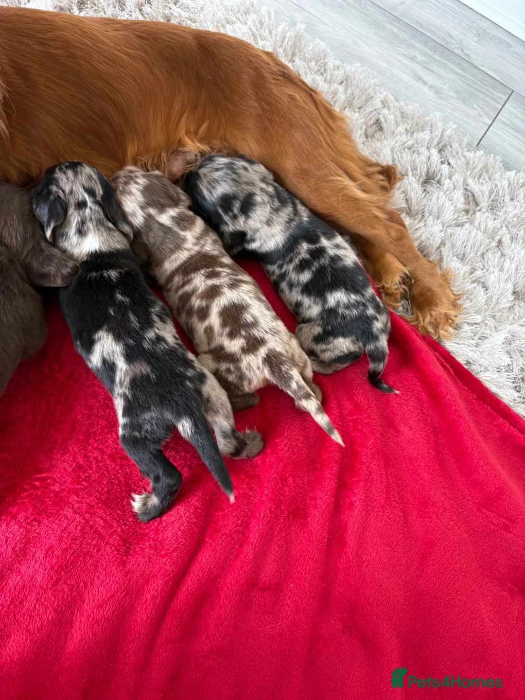 Cocker Spaniel dogs for sale: Cocker spaniel puppies  - Advert 1