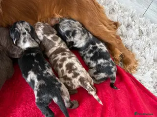 Cocker Spaniel dogs Cocker spaniel puppies - Advert 1