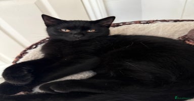Scottish Fold cats in Chatham - Advert 12