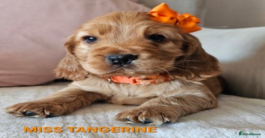 Cocker Spaniel dogs Stunning! Golden Kc Show Type Cocker Spaniels. - Advert 14