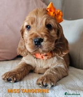 Cocker Spaniel dogs Stunning! Golden Kc Show Type Cocker Spaniels. - Advert 14