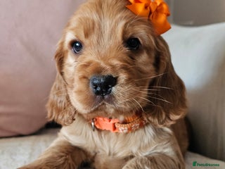 Cocker Spaniel dogs Stunning! Golden Kc Show Type Cocker Spaniels. - Advert 16