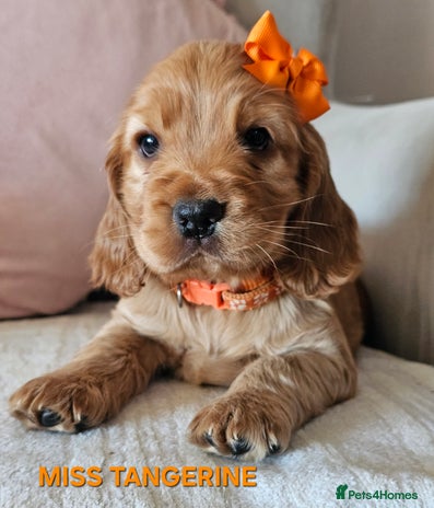 Cocker Spaniel dogs Stunning! Golden Kc Show Type Cocker Spaniels. - Advert 3