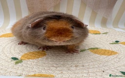 Guinea Pig rodents for sale: Teddy guinea pigs  - Image 18