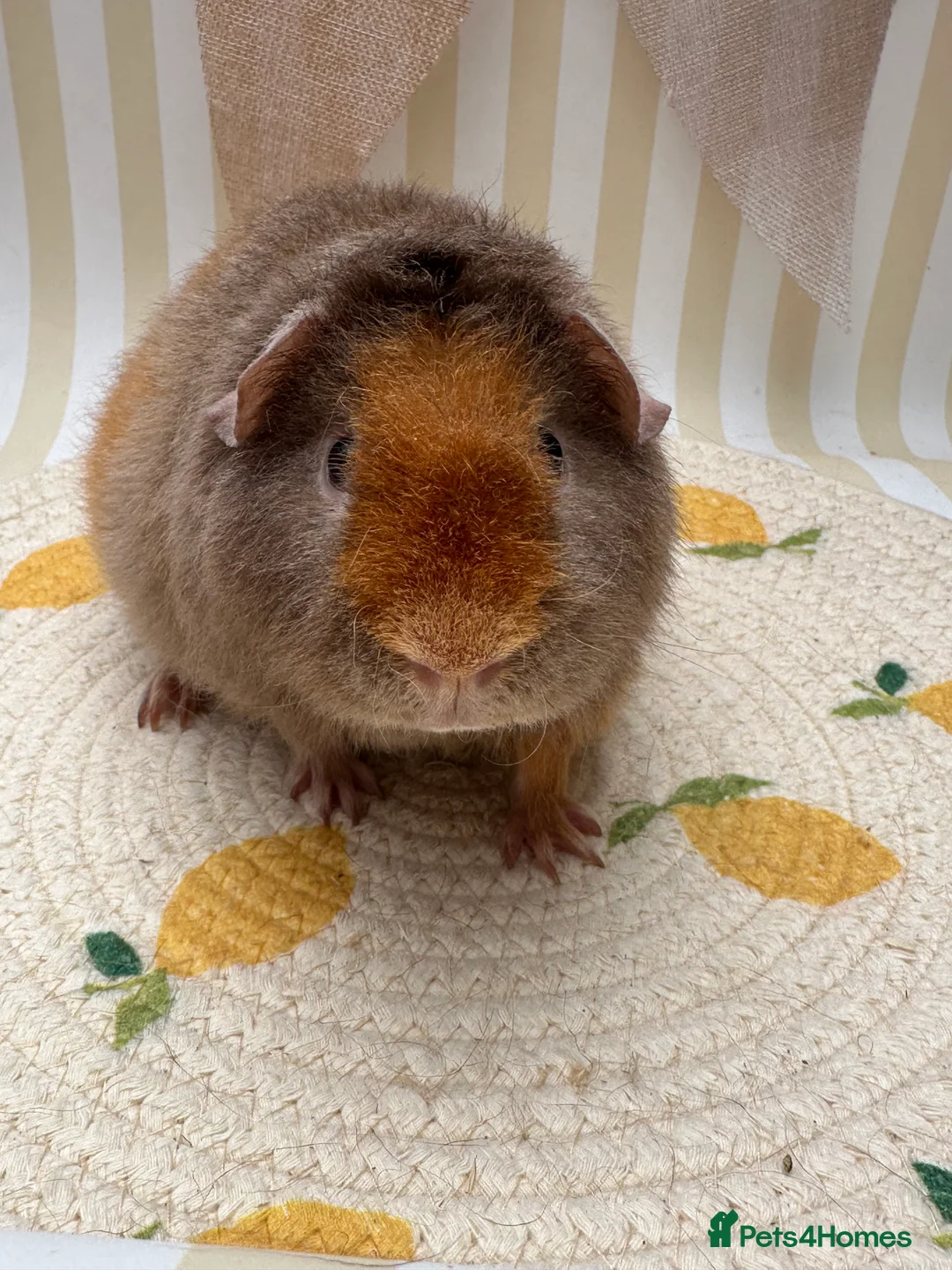 Guinea Pig rodents for sale: Teddy guinea pigs  - Advert 18