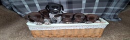 German Shorthaired Pointer dogs for sale: Beautiful GSP puppies. - Advert 9