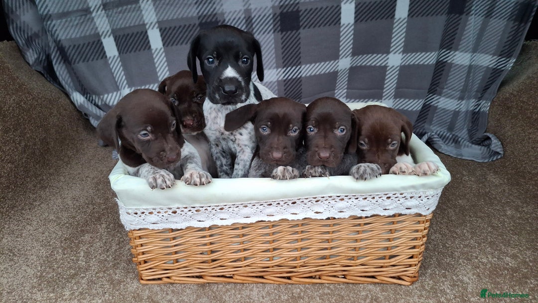 German Shorthaired Pointer dogs for sale: Beautiful GSP puppies. - Advert 9