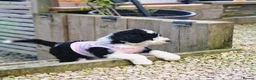 Sheepadoodle dogs for sale: Beautiful F1 Sheepadoodles  - Advert 5