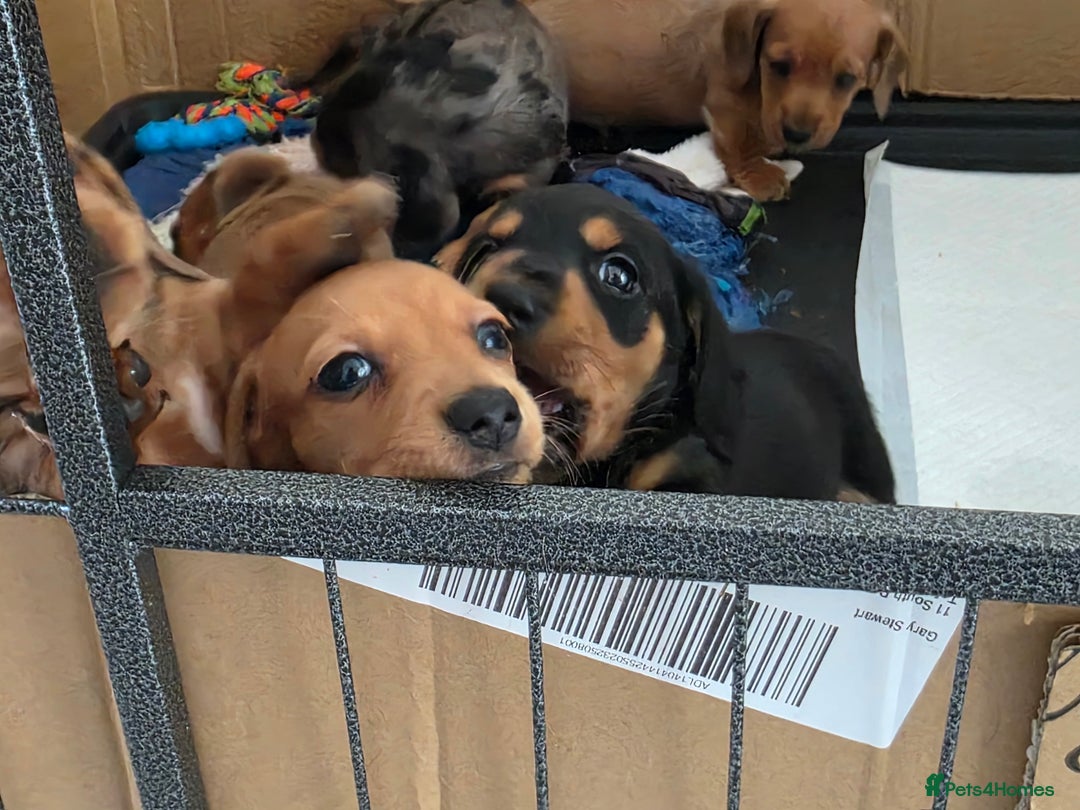 Miniature Dachshund dogs for sale: Sausage-shaped bundles of joy ❤️🌭 - Image 7