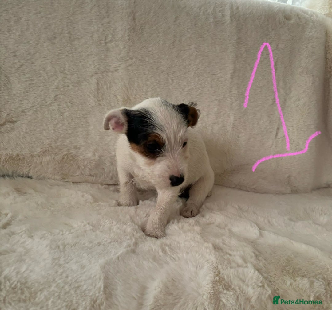 Mixed Breed dogs for sale: Sealyham x Jack Russell - Image 10
