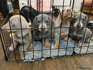 Dachshund dogs 9 Miniature Dachshunds – Ready 19th October! - Advert 4