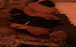 Labradoodle dogs for sale: F1b Miniature Labradoodle Puppies  - Image 7