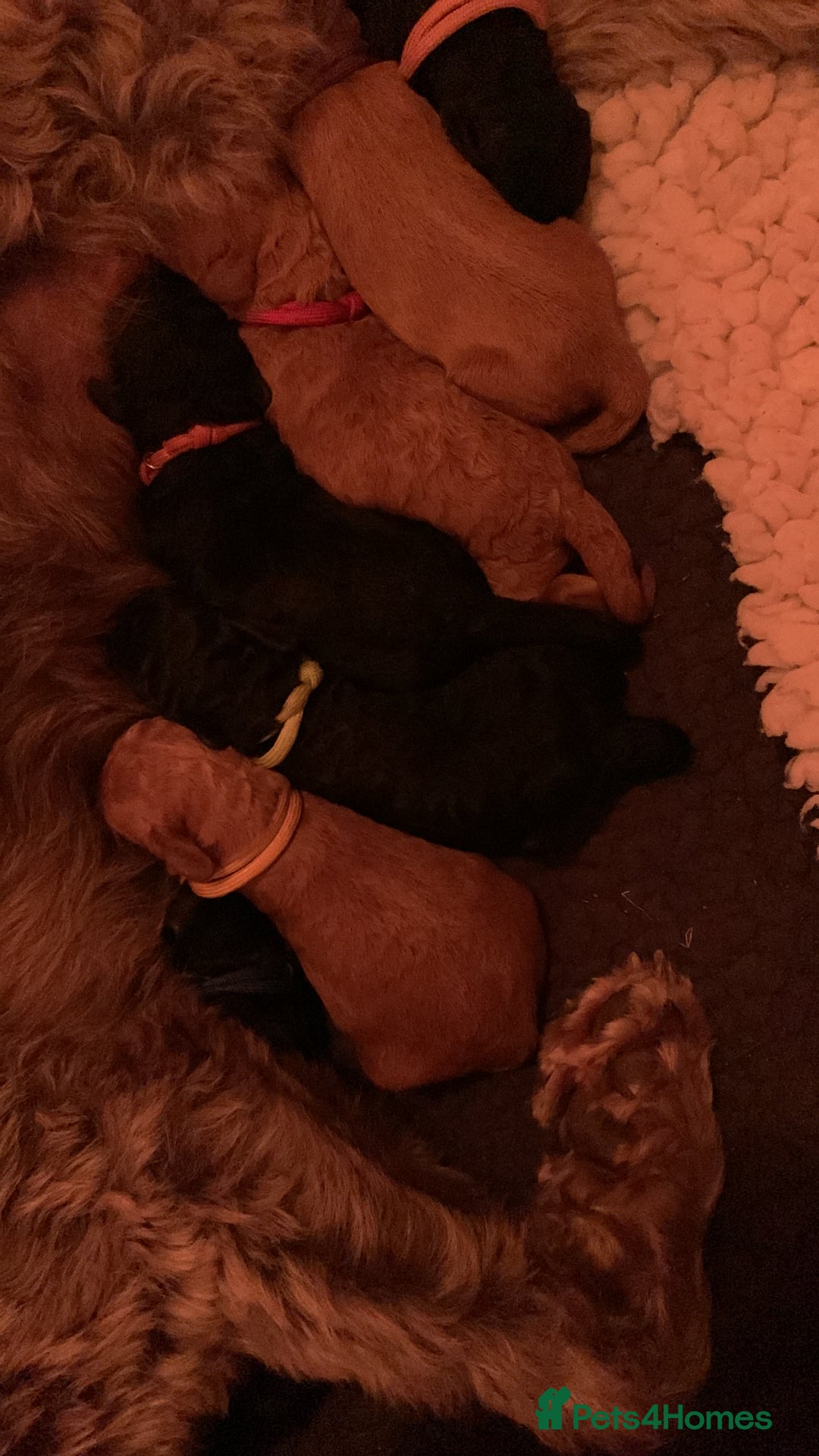 Labradoodle dogs for sale: F1b Miniature Labradoodle Puppies  - Image 7