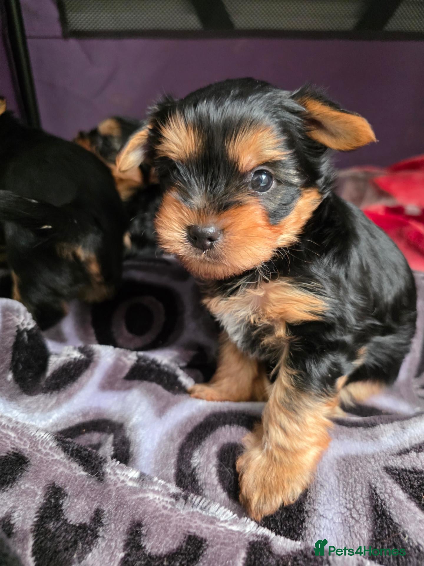 Yorkshire Terrier dogs 💕Yorkshire Terrier puppies.💕 1 Boy available 🐶 - Advert 1
