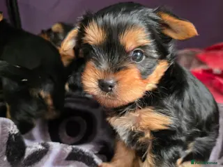 Yorkshire Terrier dogs 💕Yorkshire Terrier puppies.💕 1 Boy available 🐶 - Advert 3