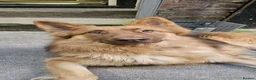 German Shepherd dogs for stud: For stud Red and tan german shepherd  - Advert 2