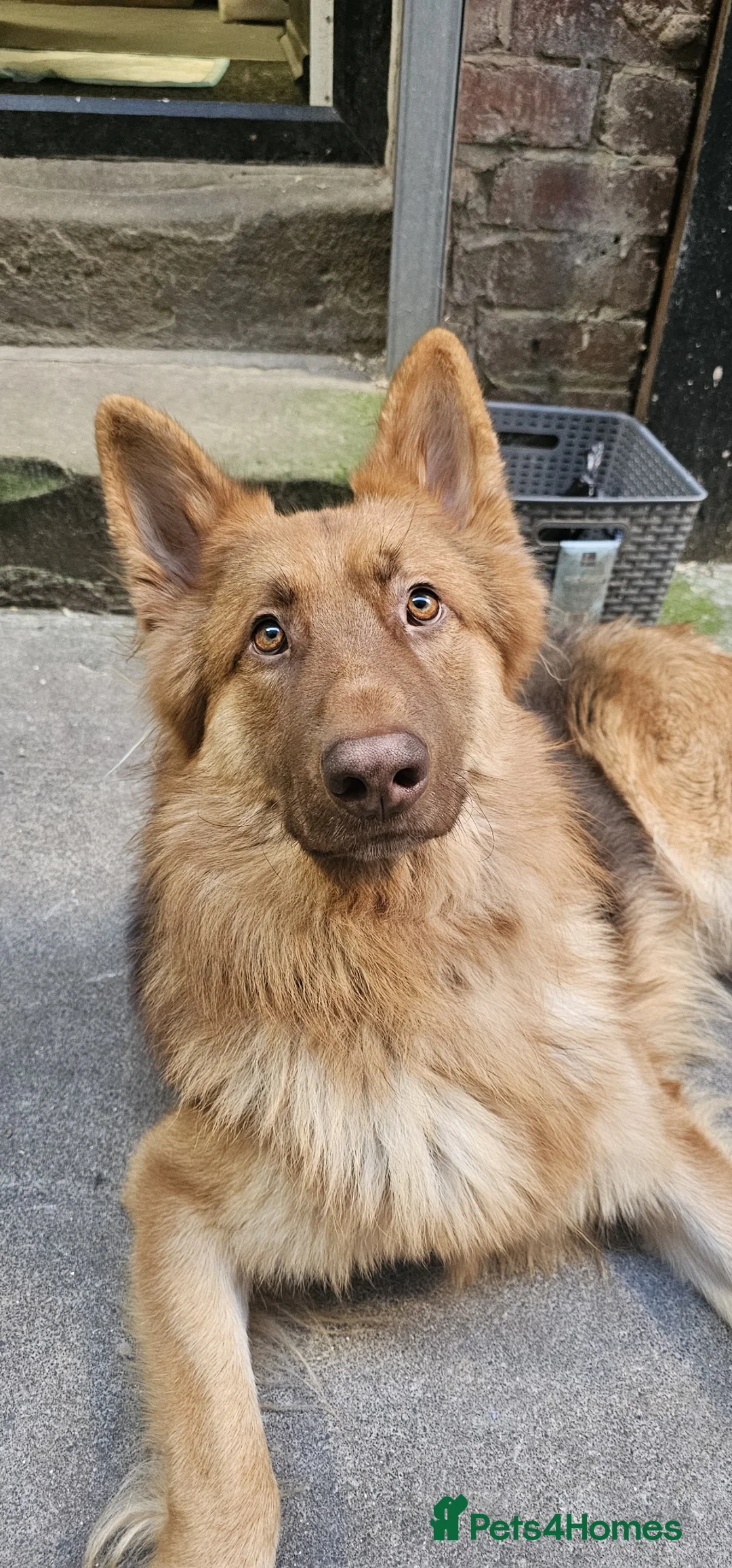 German Shepherd dogs for stud: For stud Red and tan german shepherd  - Advert 2