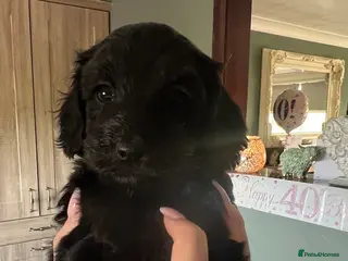 Cockapoo dogs Miniature Cockapoos black girl and Merle girl - Advert 7