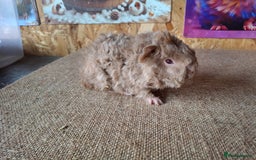 Guinea Pig rodents for sale: Lunkarya guinea pigs in Mablethorpe - Image 10