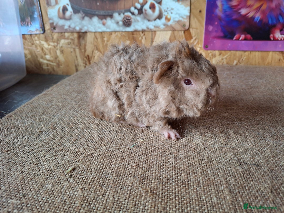 Guinea Pig rodents for sale: Lunkarya guinea pigs in Mablethorpe - Image 10