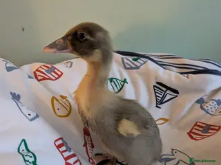 Ducks poultry Beautiful hatch of Runner Ducklings - Advert 2